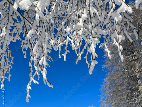 close up snow covered tree with blue sky