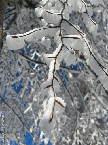 close up snow covered tree with blue sky