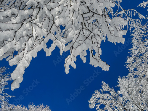 close up snow covered tree with blue sky