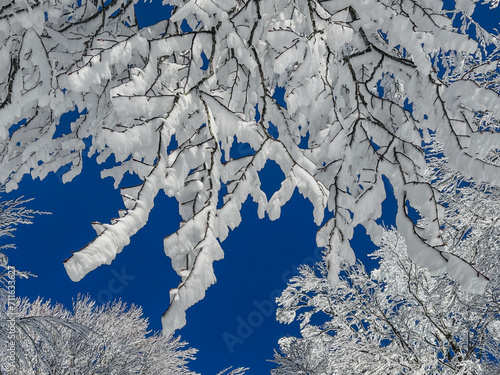close up snow covered tree with blue sky