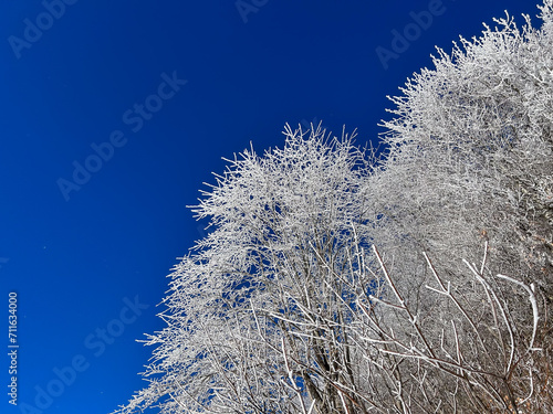 snow covered trees in the forest with blue sky in winter




