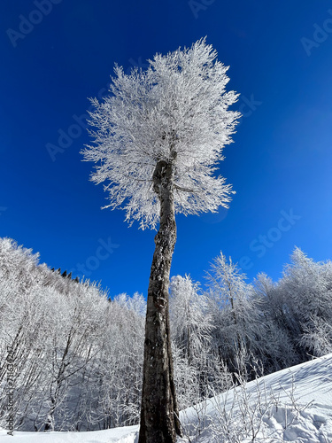 snow covered trees in the forest with blue sky in winter





