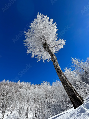 snow covered trees in the forest with blue sky in winter




