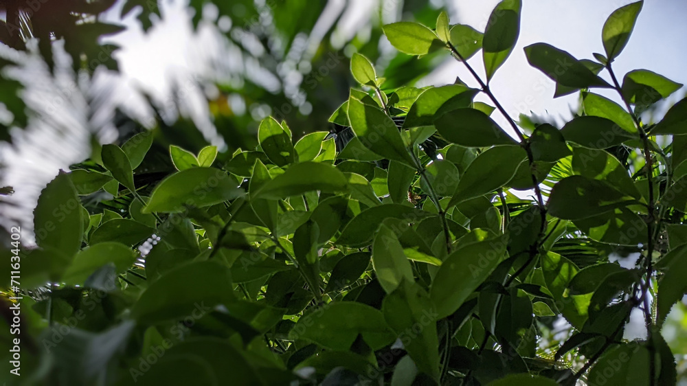 Obraz premium leaves background