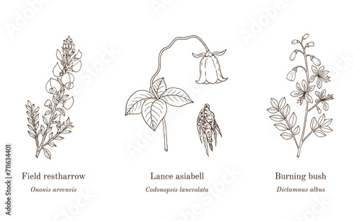 Collection of edible and medicinal plants