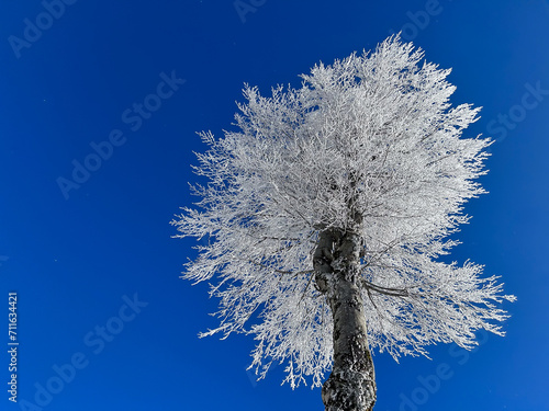 snow covered trees in the forest with blue sky in winter




