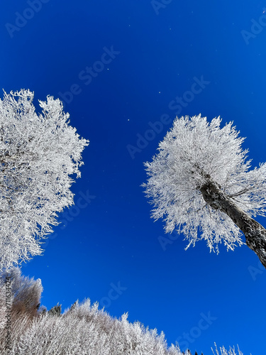 snow covered trees in the forest with blue sky in winter




