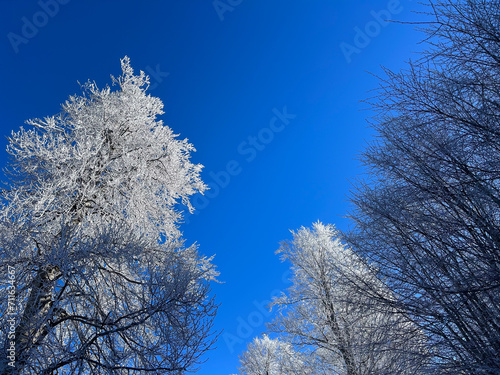 snow covered trees in the forest with blue sky in winter




