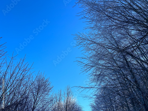 snow covered trees in the forest with blue sky in winter




