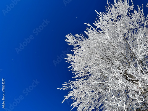 snow covered trees in the forest with blue sky in winter




