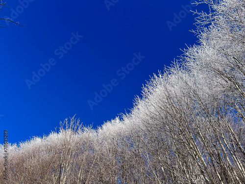 snow covered trees in the forest with blue sky in winter




