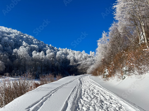 snow covered trees in the forest with blue sky in winter




