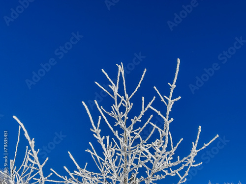 snow covered trees in the forest with blue sky in winter




