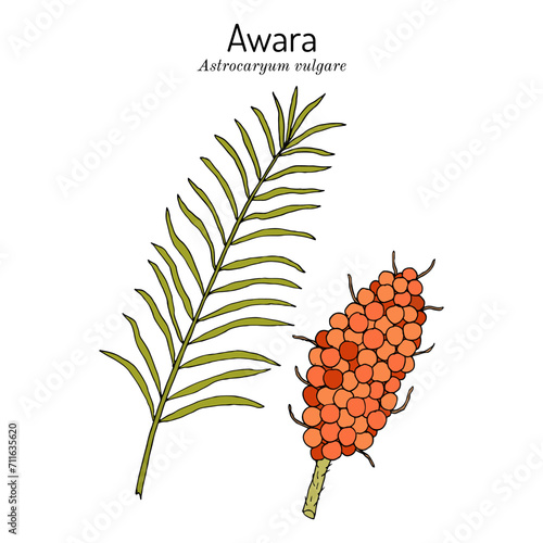Avara or tucum palm (Astrocaryum vulgare), edible and medicinal plant photo