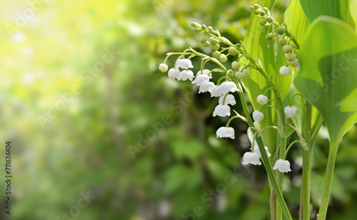 close on bells of pretty bouquet of fresh lily of valley blooming in a garden