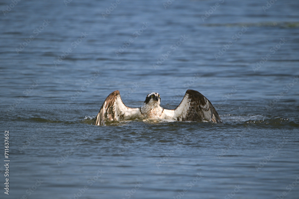 Osprey bird plunging down to catch fish along a bay in Lake Ontario Osprey bird plunging down to catch fish along a bay in Lake Ontario