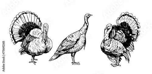 Turkey bird, vector illustration, hand drawn sketch, black outline on transparent background