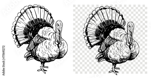 Turkey bird, vector illustration, hand drawn sketch, black outline on transparent background