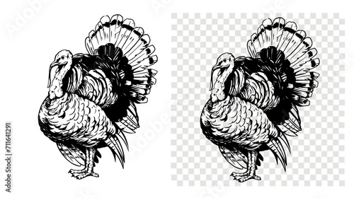Turkey bird, vector illustration, hand drawn sketch, black outline on transparent background