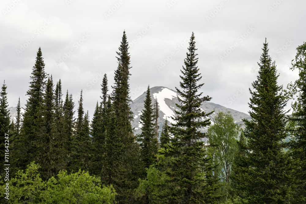 Fototapeta premium Mountain taiga of the Kuznetsk Alatau. Western Sayan mountains