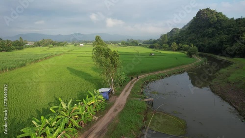 high view of farm from drone with people running trail below of nature rice farm view 