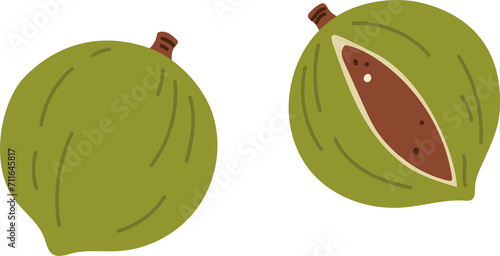 Nutmeg seed in green shell, isolated food snack