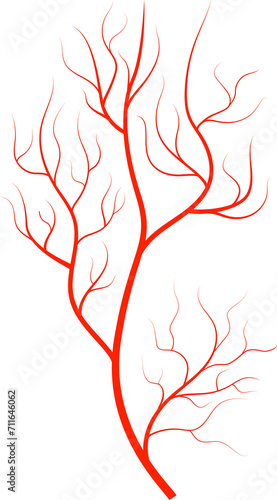 Red vein blood vessel texture artery and capillary