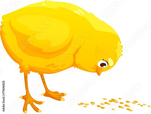 Yellow baby chick little hen chicken eating millet