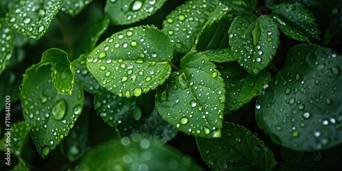 Drops of water on green leaves after rain, wallpaper, background.
