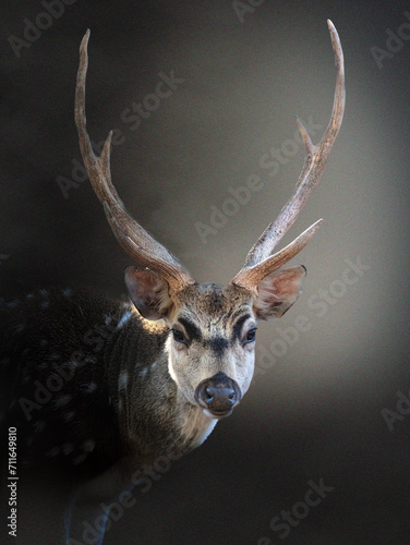 Fototapeta Naklejka Na Ścianę i Meble -  Portrait de cerf axis, interprétation personnalisé 