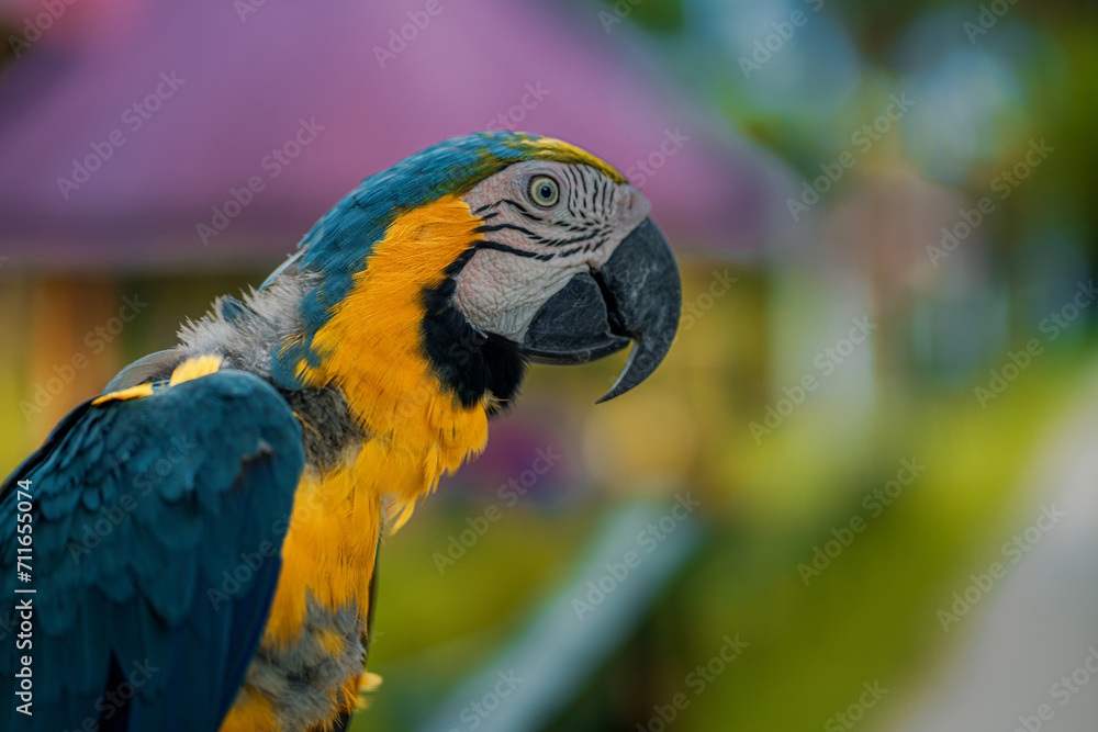 EL GUACAMAYO AZUL Y AMARILLO, EN LA SELVA AMAZÓNICA DE PERÚ, AVE COLORIDO Y MUY VISTO POR AMÉRICA DEL SUR.