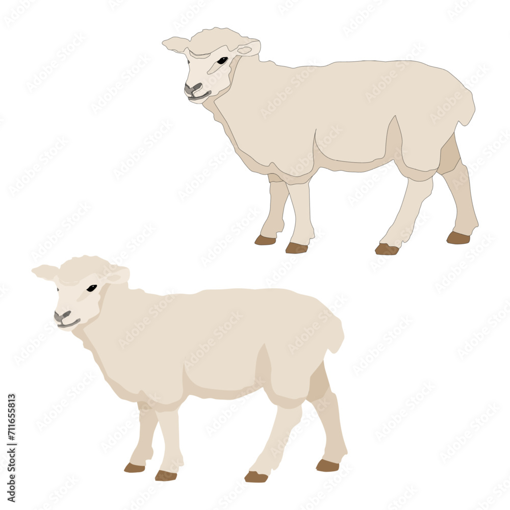 Vector sheep isolated on white background flat with stroke Vector sheep isolated on white background flat with stroke