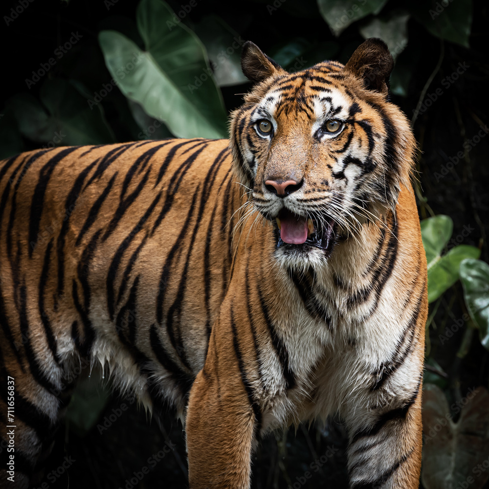 Obraz premium pictures of tigers in nature