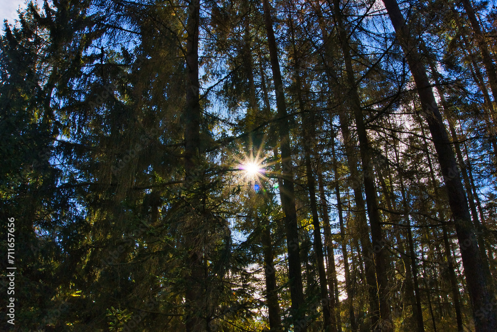 The sun breaks through the leaves of the forest, conjuring up a warm pattern of light and shadow The sun breaks through the leaves of the forest, conjuring up a warm pattern of light and shadow