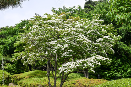 The Kousa dogwood (Cornus kousa) tree and blooming flowers.