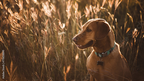 hungarian vizsla mixed breed puppy dog sitting in tall grass at sunset