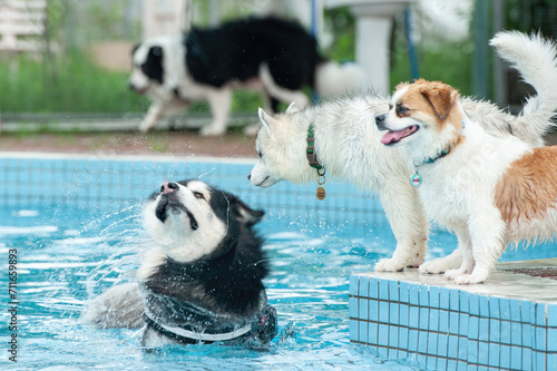Image of adorable dog exercising in swimming pool. Cute dog, high quality images