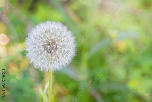 Dandelion gone to seed in a meadow