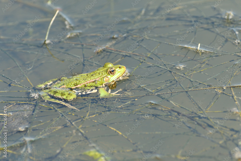 Edible frog swims in the muddy water