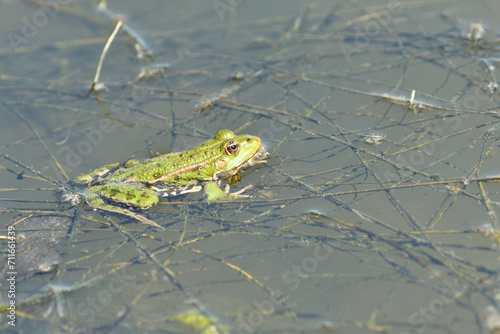 Obraz na płótnie Edible frog swims in the muddy water w salonie