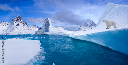 Polar Bear (Ursus maritimus) on coastal ice in Northwest Fjord, eastern Greenland.