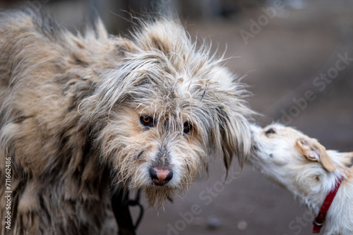 portrait of a dog in village that have a hard life 