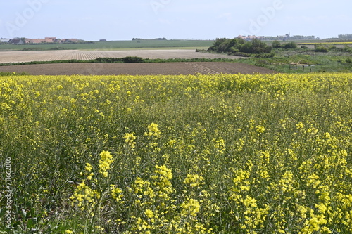 Carence en soufre sur colza en floraison photo