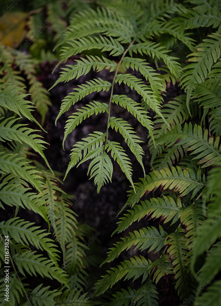 Tree fern branches in the forest