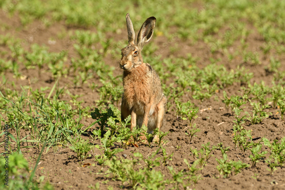Long ears of wild brown hare lurking from the grass