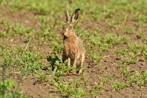 Obraz na płótnie Long ears of wild brown hare lurking from the grass w salonie
