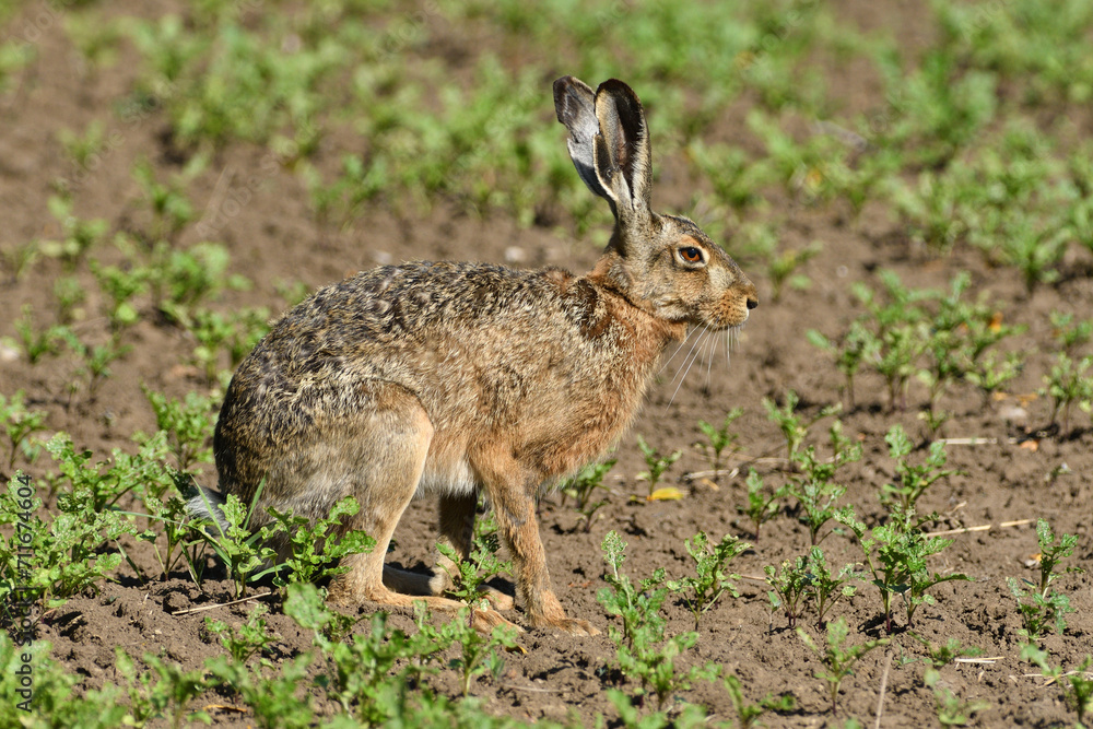Long ears of wild brown hare lurking from the grass
