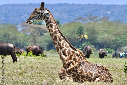 Giraffen im Arusha-Nationalpark in Tansania photo