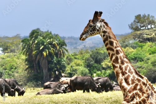 Giraffen im Arusha-Nationalpark in Tansania photo