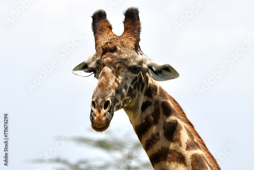 Fototapeta Naklejka Na Ścianę i Meble -  Giraffen im Arusha-Nationalpark in Tansania